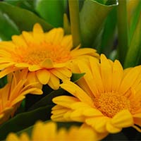 Gerbera Flowers