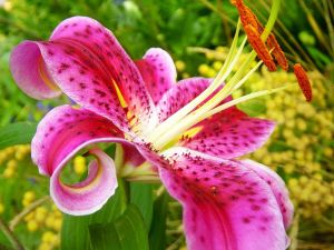 Lily Flowers