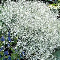 Gypsophila Flowers