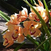 Orchid Flowers