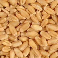 Wheat Seeds