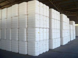 Raw Cotton Bales