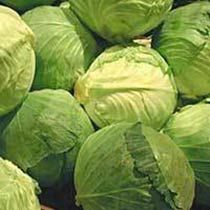 Fresh Cabbage