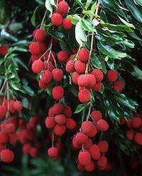 Fresh Litchi