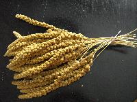 foxtail millet