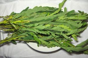 Hummingbird Tree Leaves