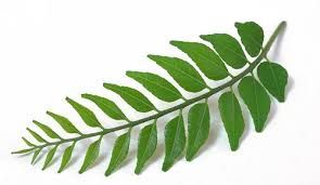 Curry Leaves