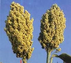 Sorghum