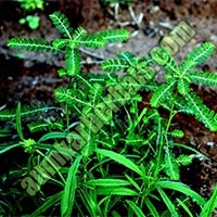 Phyllanthus amarus