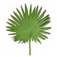 Fresh Palm Leaves