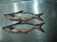 Frozen whole pangasius