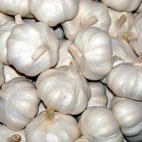 Fresh Garlic