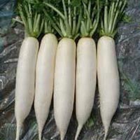 Fresh Radish