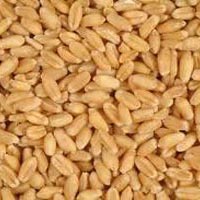 Wheat Seeds