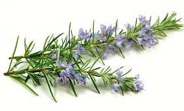 rosemary herbs