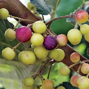 Grewia Asiatica /Falsa (Phalsa) Fruit seeds
