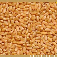 Wheat Seeds