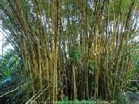 Bamboo Plants