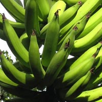 Banana Nendran