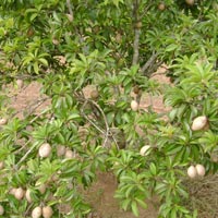 Chikoo Plant