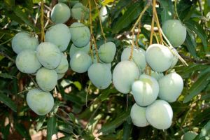 Mango Nursery Plants