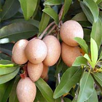 Sapota(chikoo) Plants