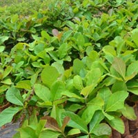 Teak Seedlings