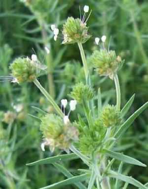 Psyllium Husk Plant