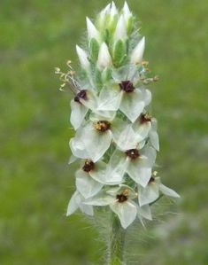 psyllium plant