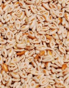 Pure Psyllium Seeds