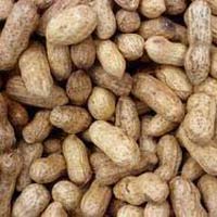 Groundnut Shell