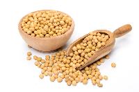 Soya Bean Seeds