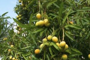 Alphonso Mangoes