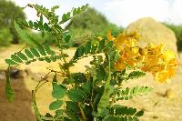 Cassia Auriculata Flower