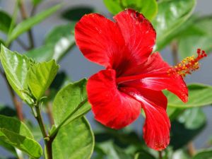 hibiscus leaf