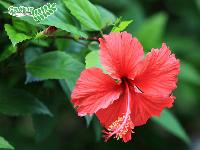 Hibiscus Leaves