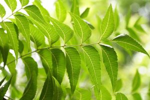 Neem Leaf