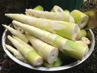 Bamboo shoot