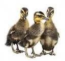 Indian runner Duck Chicks