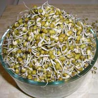 Fresh Bean Sprouts