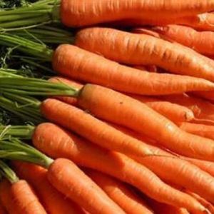 Fresh Carrot