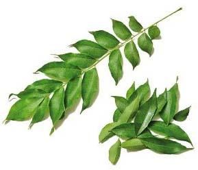 Fresh Curry Leaves