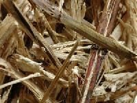 Sugarcane Bagasse