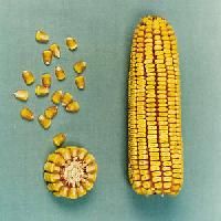 hybrid maize seed