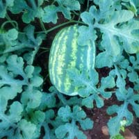 Farm fresh watermelon