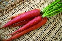 Red Carrot
