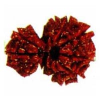 Garbh Gauri Rudraksha