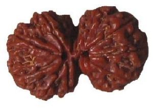 Gauri Shankar Rudraksha