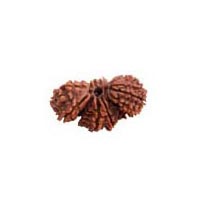 Trijuti Rudraksha