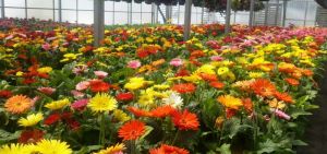 Fresh Gerbera Flower